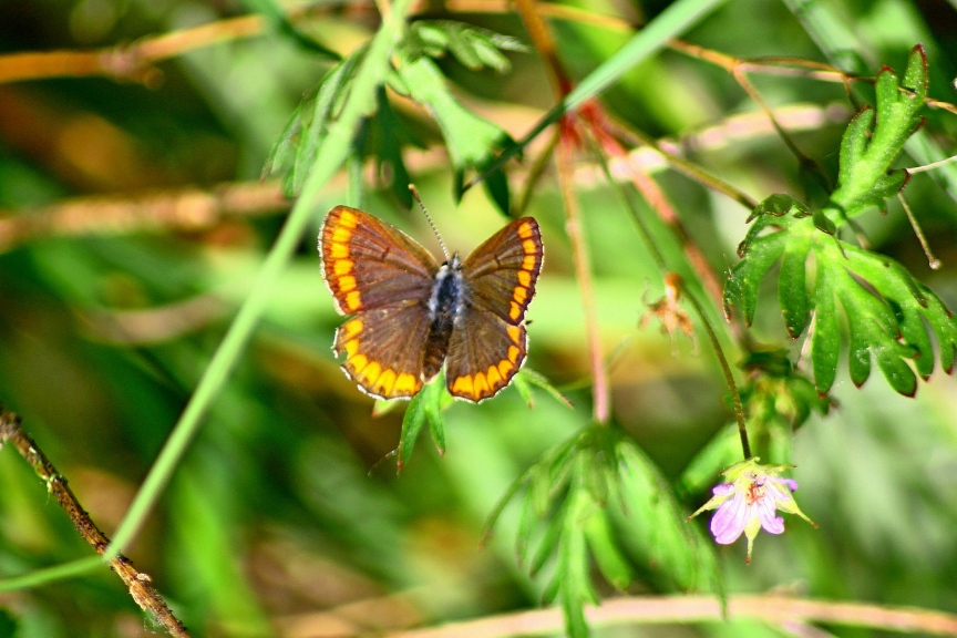 aricia agestis?